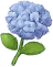 Flor