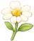 Flor