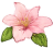Lírio