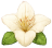 Lírio